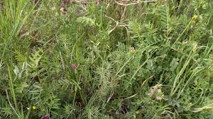 Image result for Vicia