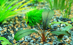 Check spelling or type a new query. Quelles Plantes Choisir Pour Un Aquarium D Eau Douce
