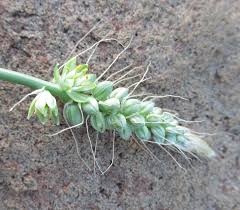 Image result for Albuca virens