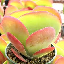 Image result for Kalanchoe glaucescens