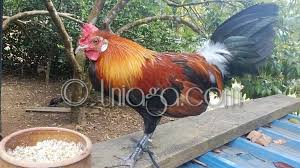 Gallus varius) adalah nama sejenis burung yang termasuk kelompok unggas dari suku phasianidae suara ayam hutan ini biasa saya pakai untuk memancing ayam hutan keluar dari rerimbunan semak semak. Ayam Hutan Untuk Dijual 2017 Uniaga Aviary