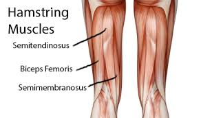 The most common symptoms of hamstring tendonitis include: Improving Knee Strength With A 2 Leg Hamstring Curl Exercise