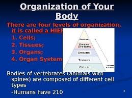 Skeletal muscle cells are the most common type of muscle cells and are responsible for making general, conscious movements of the body. Tissues Organs And Systems The Human Body Video