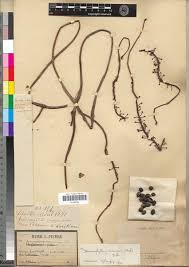 Image result for Dioscoreophyllum