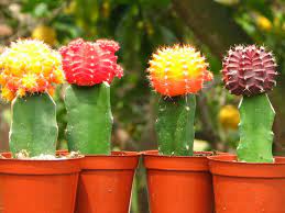 Do certin types of cactus require more or less watering if you could also provide me with a good web page on catcus care that would be great. What Are Grafted Cacti World Of Succulents