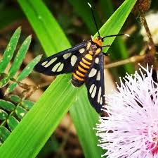 Fiszkoteka, your checked indonesian english dictionary! Unique Insects English Bahasa Steemit