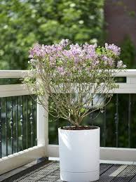 Check spelling or type a new query. Dwarf Lilac The Joy Of Plants