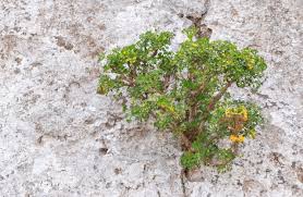 Image result for Actiniopteris semiflabellata