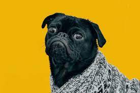 Films, tv shows and other suggestions for your evening in or out. Wmsiwt What Movie Should I Watch Tonight