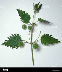 Image result for Urtica