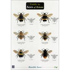 Guide To Bees Of Britain Fold Out Chart Nature British