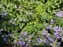 Image result for Barleria obtusa