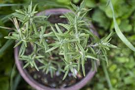 Image result for rosemary cuttings