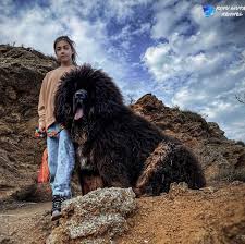 Puppies 100 Tibetan Mastiff Puppies For Sale
