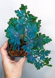 Image result for Selaginella mittenii