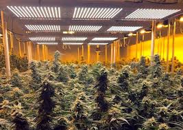 Many beginners that start getting involved with indoor growing are usually discouraged from starting in the first place due to a number. Hps Vs Led Indoor Grow Room Test Results On Narnia Strain Lightpanel 500