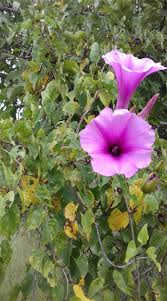 Image result for Ipomoea rubens