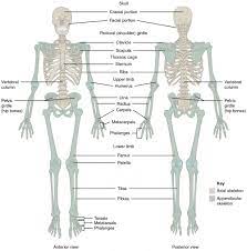 Check out pictures and diagram related to bones, organs, senses, muscles and much more. Divisions Of The Skeletal System Anatomy And Physiology I