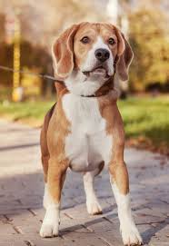 Maybe you would like to learn more about one of these? Lemon Beagle 33 Fantastic Facts From History To Present Day