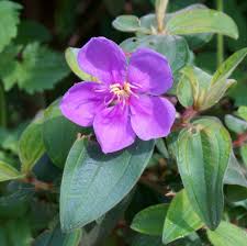 Image result for Melastomastrum