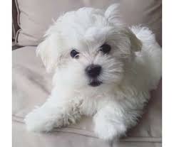 Havanese breeder of havanese dogs and havanese puppies for sale in southern california we breed havanese dogs , the only native breed of cuba, historically also known as havana silk dogs, and follow havanese club of america health screening guidelines. Uytfv Cute Looking Maltese Puppies Ready To Go Text Or Call X 681 X321 X0225 Is A Female Maltese For Sale In Havanese Puppies Teacup Puppies Maltese Puppies