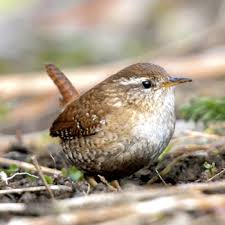 Ein igel hat sich an euer haus herangeschlichen. Vogelfreundlicher Garten Vogel Und Naturschutzprodukte Einfach Online Kaufen