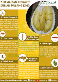 Inilah tahap cara merawat pohon durian saat terserang hama penyakit. 7 Hama Dan Penyakit Durian Musang King Bibit Buahku