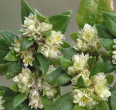 Image result for Guilleminea densa