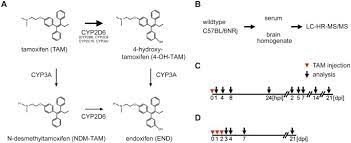 Tamoxifen is an estrogen analogue that binds with higher affinity than estrogen to altered estrogen binding domains. Refined Protocols Of Tamoxifen Injection For Inducible Dna Recombination In Mouse Astroglia Scientific Reports