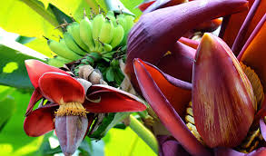 2.102 resep bunga pisang ala rumahan yang mudah dan enak dari komunitas memasak terbesar dunia! Mengapa Jantung Pisang Harus Dipotong Waras Farm