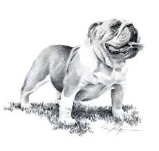 Bulldog Pencil Drawing Art Print By Artist Dj Rogers Etsy In 2021 Bulldog Art Print Bulldog Drawing Bulldog Art