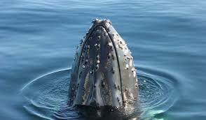 First, let's look at baleen whales. Do Whales Have Hair Blue Ocean Society For Marine Conservation