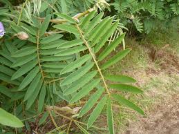 Image result for Tephrosia vogelii