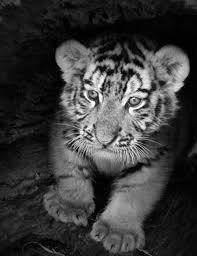 Black And White Baby Tiger Pictures Black And White Baby Tiger Animals Beautiful Cute Animals Baby Animals
