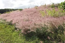 Image result for Melinis minutiflora