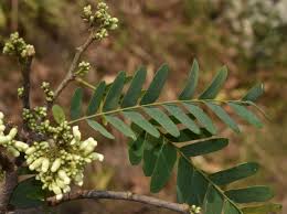 Image result for Dalbergia nitidula