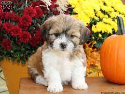 We are located near stoney river steakhouse & regal cinemas medlock crossing. Shichon Teddy Bear Puppies For Sale Online Shopping Mall Find The Best Prices And Places To Buy