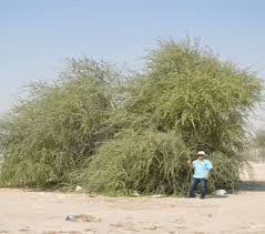 Image result for Balanites aegyptiaca