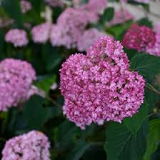 Image result for Hydrangea arborescens Pink Anabelle