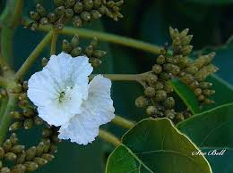 Image result for Cordia mukuensis