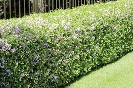 Image Result For Dwarf Lilac Hedge Dwarf Korean Lilac Tree Lilac Tree Korean Lilac Tree