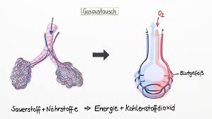 Als innere atmung oder zellatmung werden jene stoffwechselprozesse bezeichnet, welche dem energiegewinn der zellen dienen. Die Atmungsorgane Des Menschen Aufbau Und Funktion