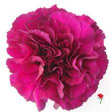 Deep Pink Carnation Carnation Flower Pink Carnations Carnations