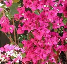 Bougainvillea Plant Plants Bougainvillea Flower Garden