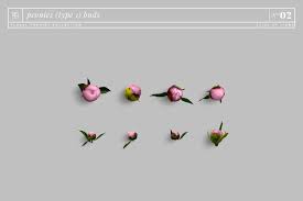 ✓ free for commercial use ✓ high quality images. Floral Peonies Collection Custom Scene Flat Lay Images Floral