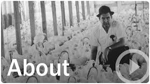 What makes simmons a good business to work for? Simmons Foods