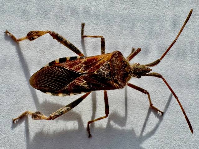 Stink bugs galore despite the wildfire aftermath - Shuswap Passion