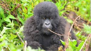 Every ape shouldn't just have a few hundred followers, there are over 1m of us. Reddit S Wallstreetbets Community Is Pouring Money Into Saving Gorillas Cnn