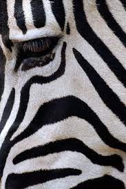 Phototoartguy From Reddit Black And White Camouflage By Andre Gallant Animals Beautiful African Animals Animals