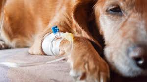 Wann sollte ich meinen hund kastrieren lassen? Kastration Bei Der Hundin Tiergesund De